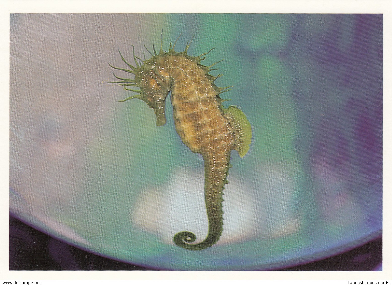 Postcard Seahorse [ Bluereef Aquarium ] My Ref  B23577 - Fish & Shellfish