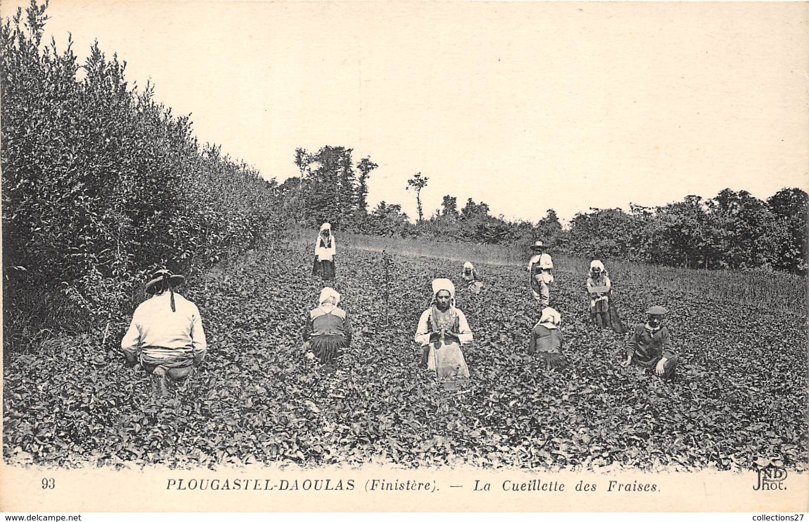 29-PLOUGASTEL-DAOULAS- LA CUEILLE DES FRAISES - Plougastel-Daoulas