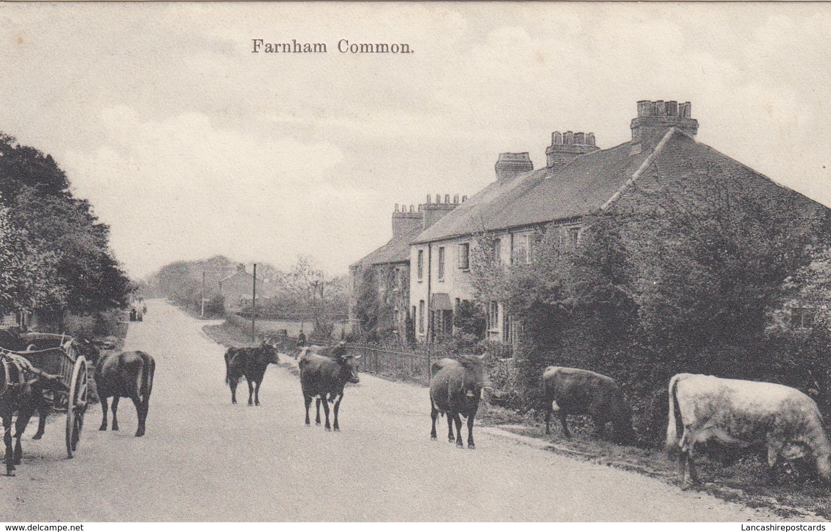 Postcard Farnham Common Nr Slough & Beaconsfield Cows And Horse And Cart In Road Pre C WW1  My Ref  B13185 - Buckinghamshire