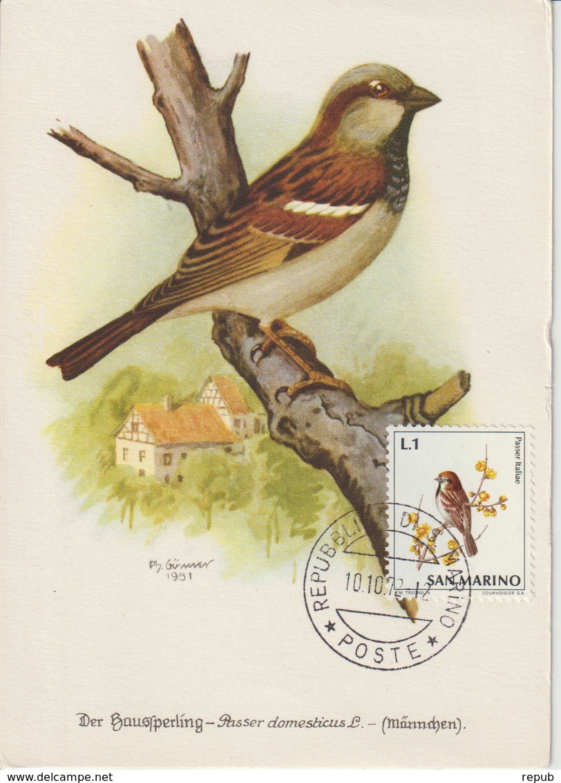 Saint Marin Carte Maximum 1972 Oiseaux Moineau 810 - Lettres & Documents