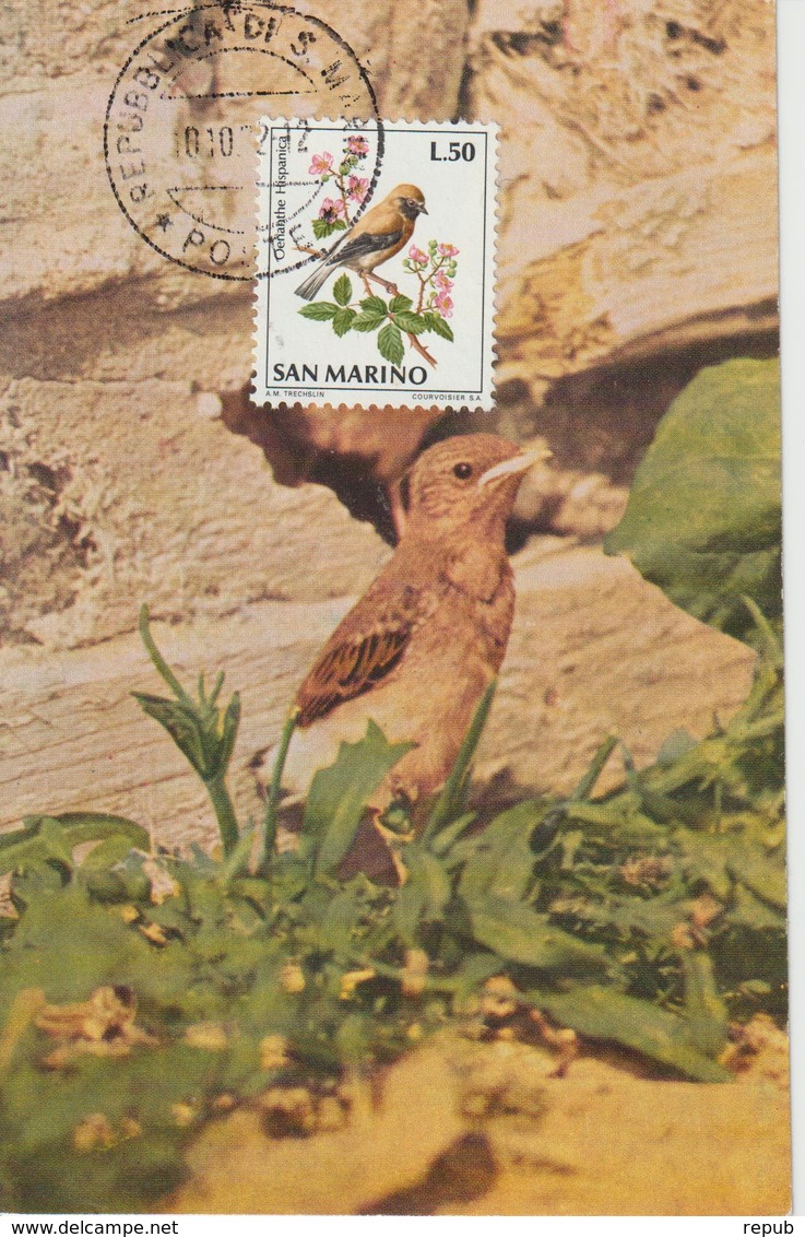 Saint Marin Carte Maximum 1972 Oiseaux Traquet 817 - Lettres & Documents