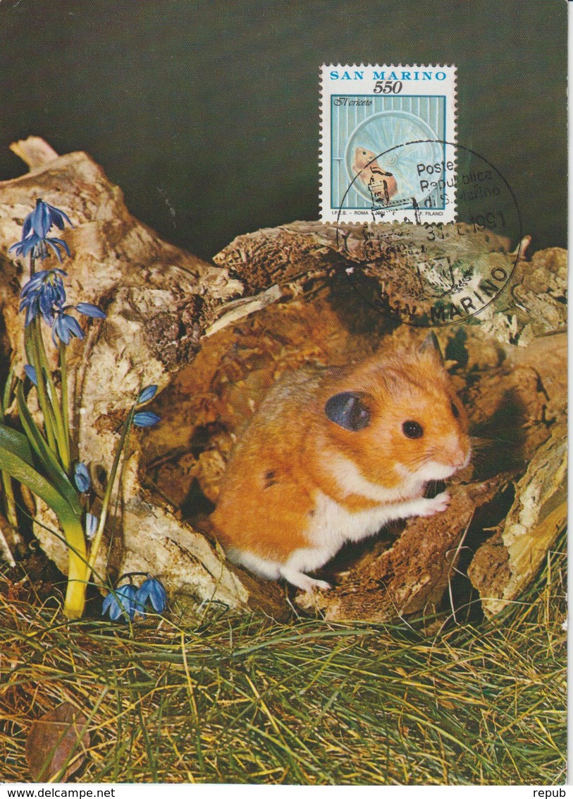 Saint Marin Carte Maximum 1991 Animaux Hamster 1274 - Lettres & Documents