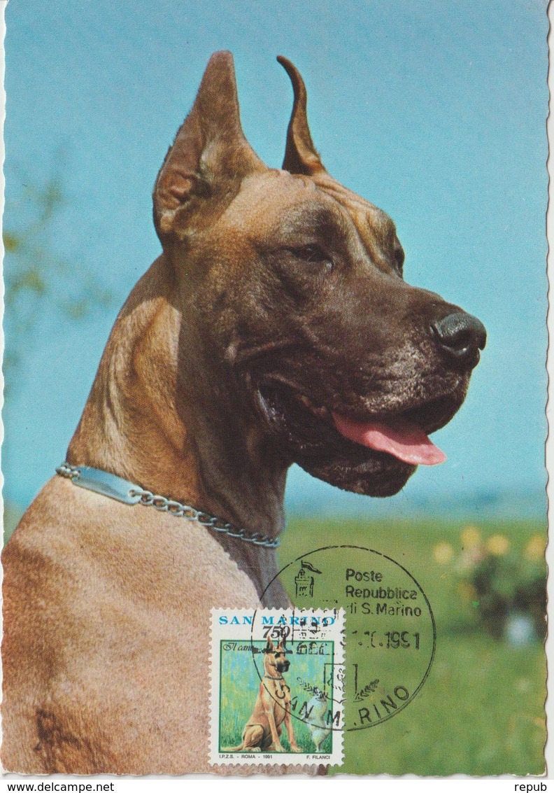 Saint Marin Carte Maximum 1991 Animaux Chien 1275 - Storia Postale