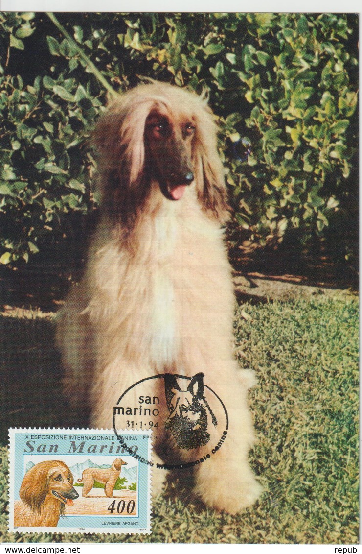 Saint Marin Carte Maximum 1991 Animaux Chien 1352 - Storia Postale