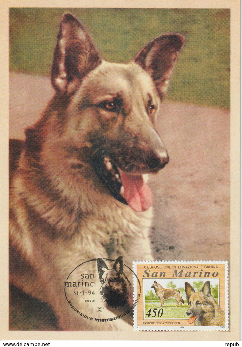 Saint Marin Carte Maximum 1991 Animaux Chien 1353 - Storia Postale