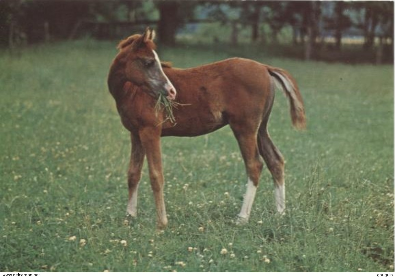 CPM - CHEVAL - Edition Cecami - Chevaux