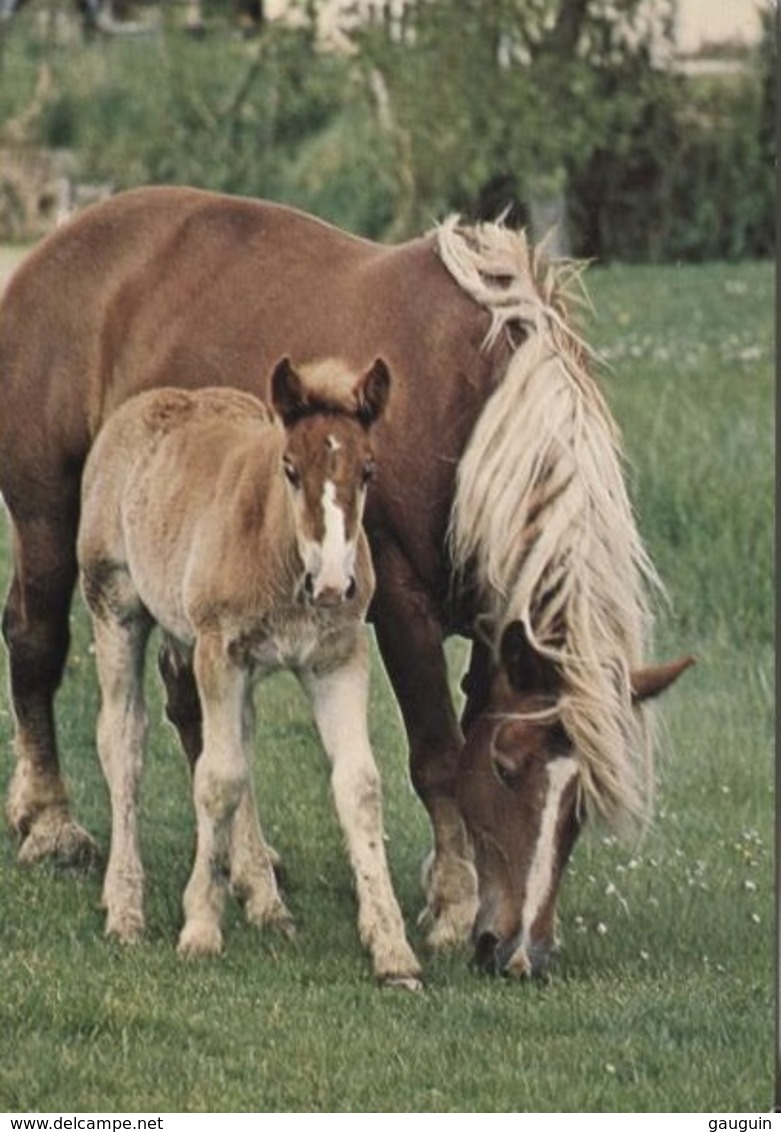 CPM - CHEVAUX - Poulinière Et Son Poulain - Edition Europ Pierron - Horses