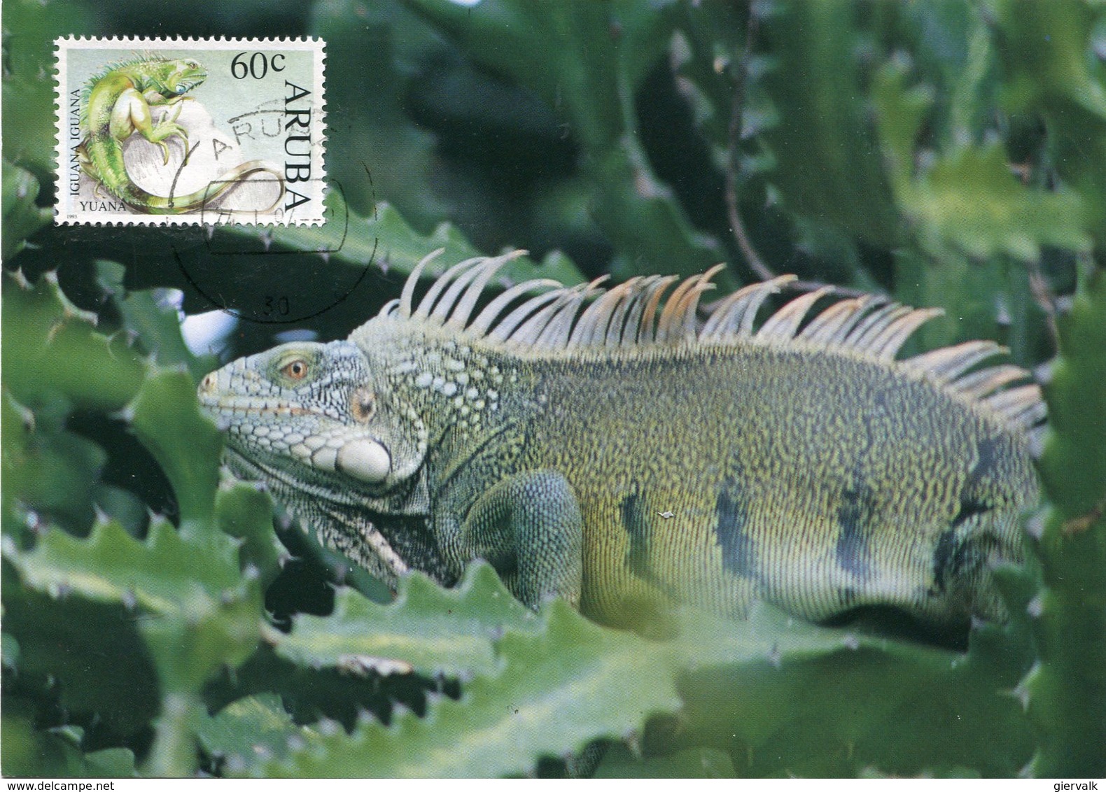 ARUBA 1994 MAX.CARD With IGUANA.BARGAIN.!! - Andere & Zonder Classificatie