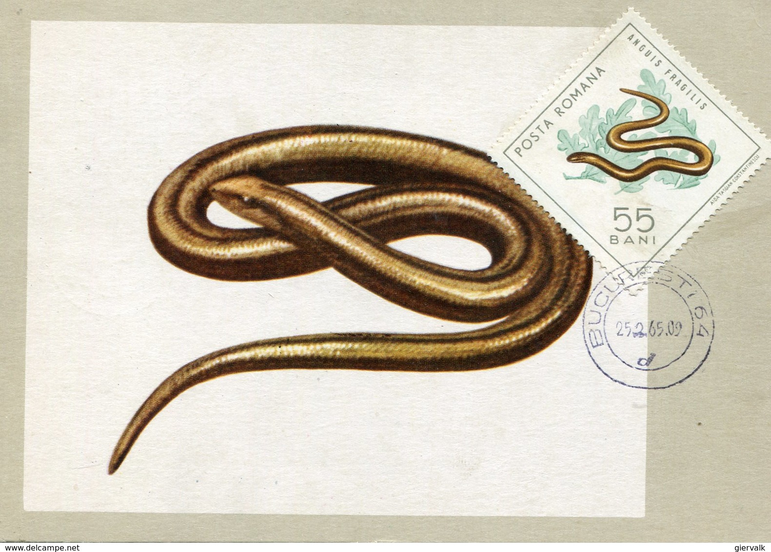 ROMANIA 1965 MAX.CARD With LIZARD.BARGAIN.!! - Andere & Zonder Classificatie