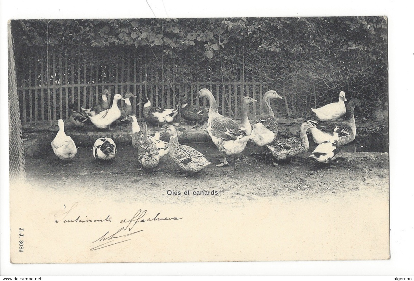 21892 -  Oies Et Canards - Oiseaux