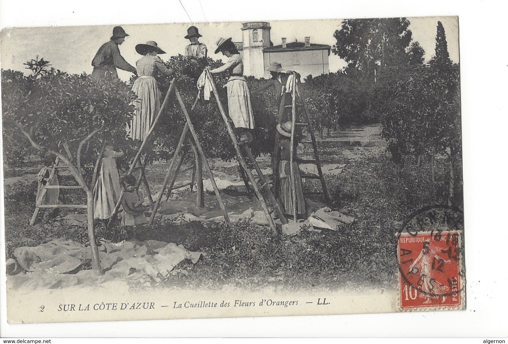 21901 - Sur La Côte D'Azur La Cueillette Des Fleurs D'Orangers - Autres & Non Classés