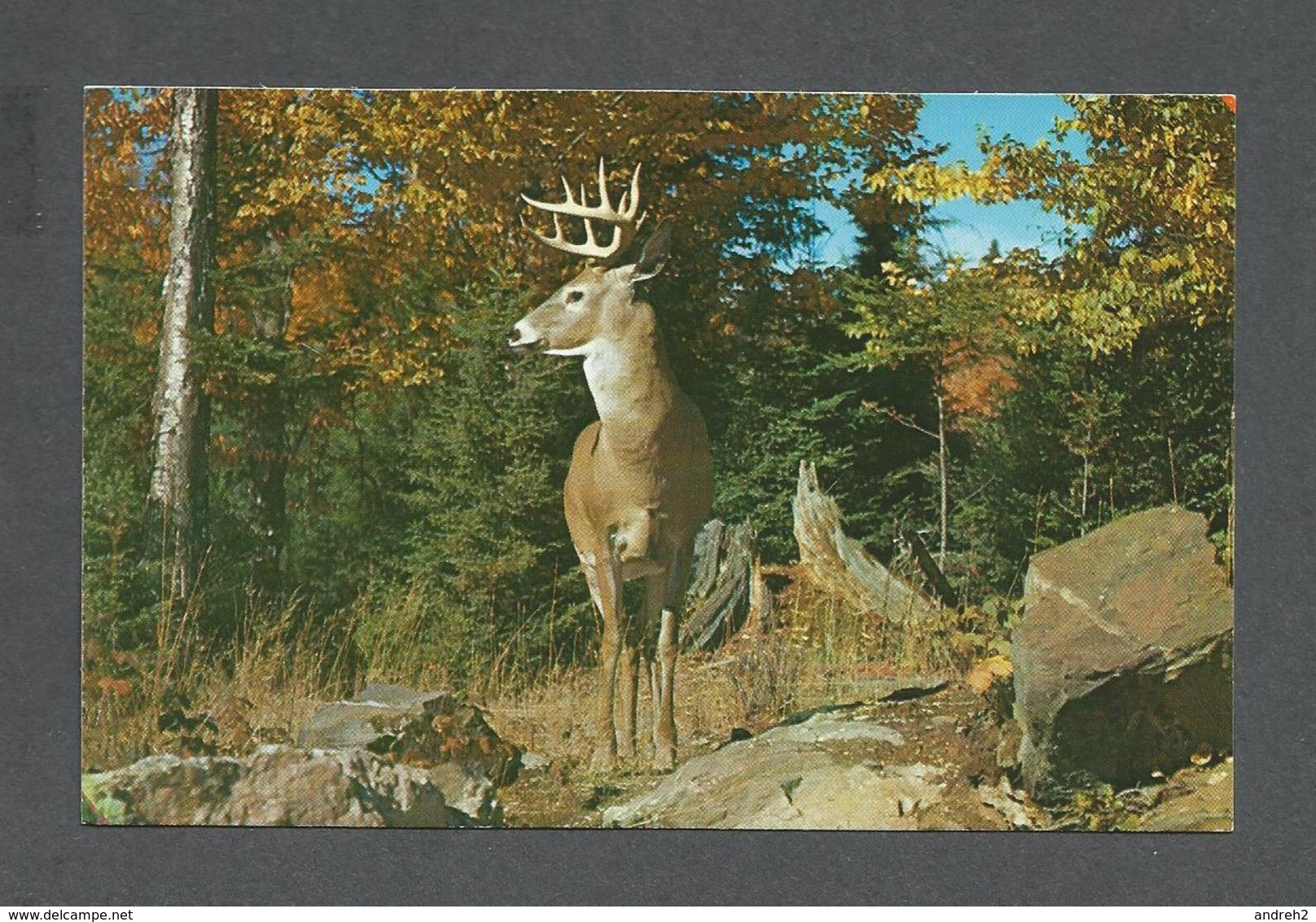 ANIMAUX - ANIMALS - CHEVREUIL - DEER - MONT LAURIER QUÉBEC - Autres & Non Classés