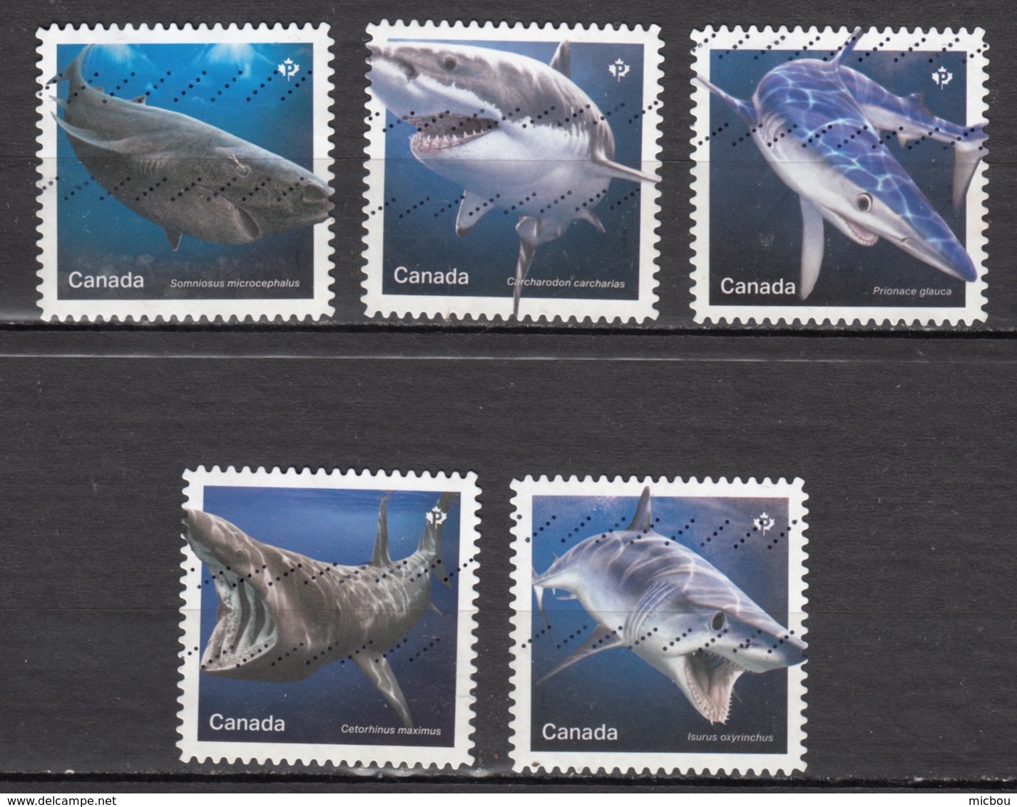 ##33, Canada, Série Complète, Complete Set, Requin, Shark - Oblitérés