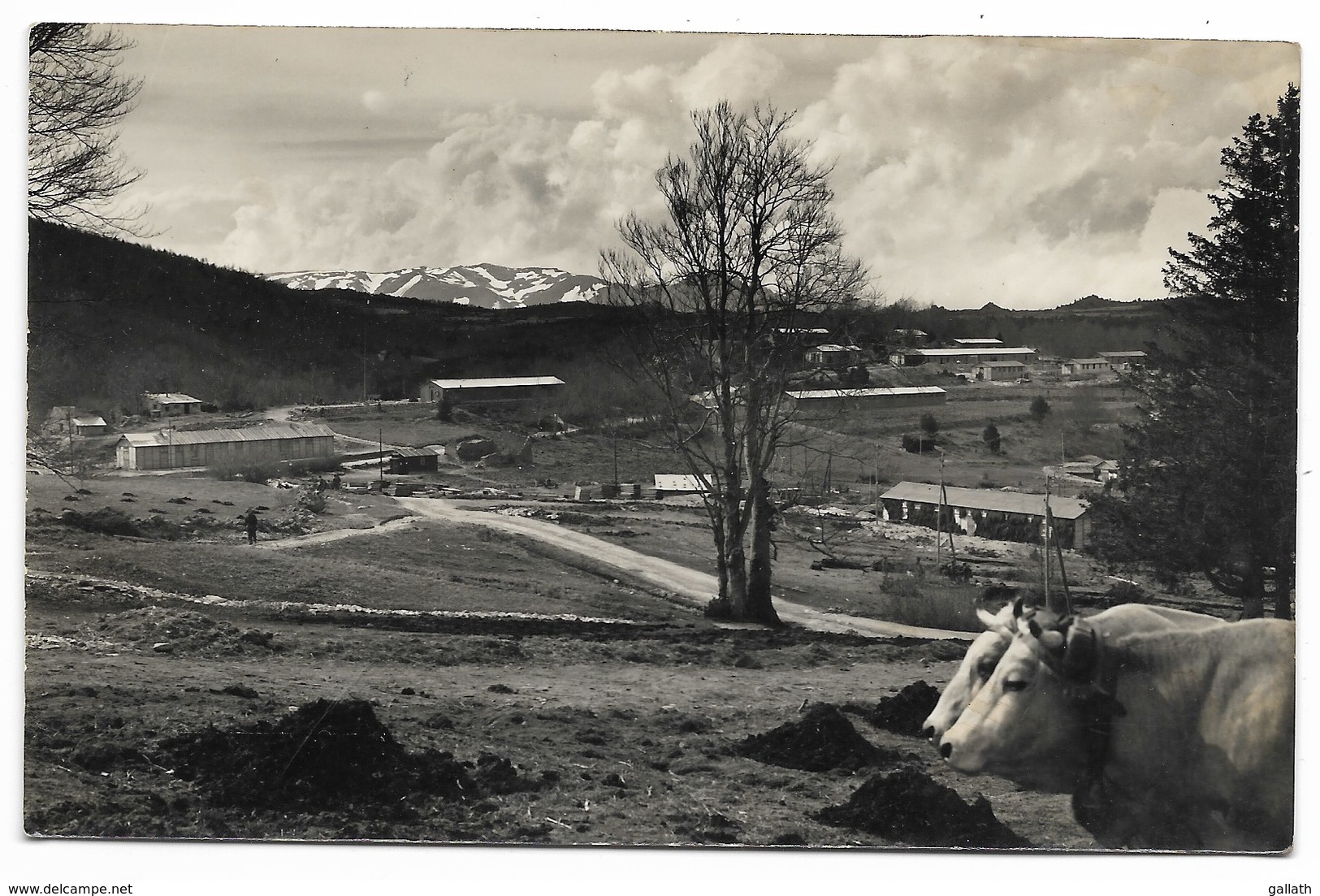 66-FORMIGUERES-CARTE PHOTO-Chantiers De Jeunesse, Groupement 29 BUGEAUD... Animé (Photo CHAUVIN Perpignan) - Other & Unclassified