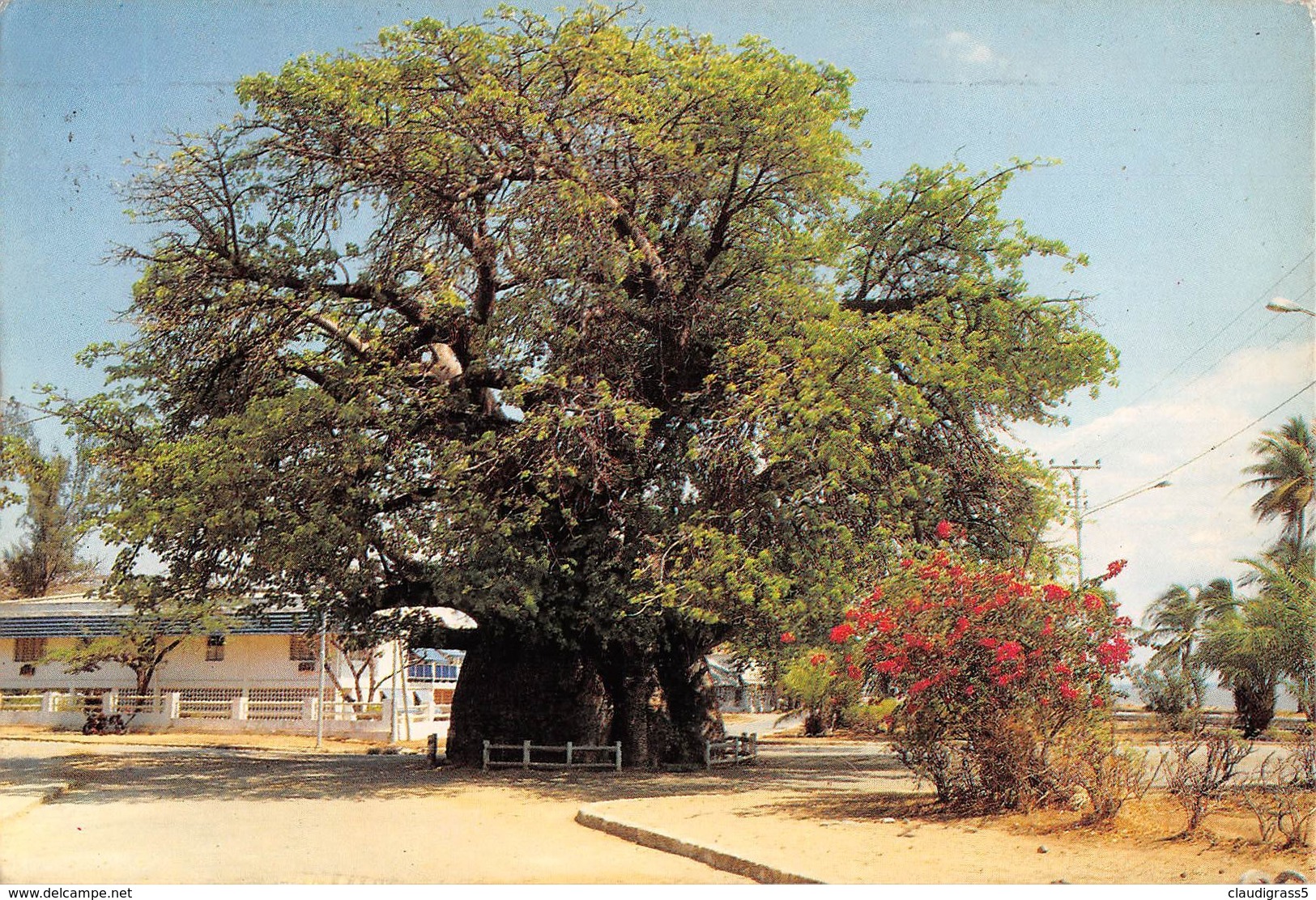 0503 "MADAGASCAR - BAOBAB" CART. ORIG. SPED. 1989 - Madagascar