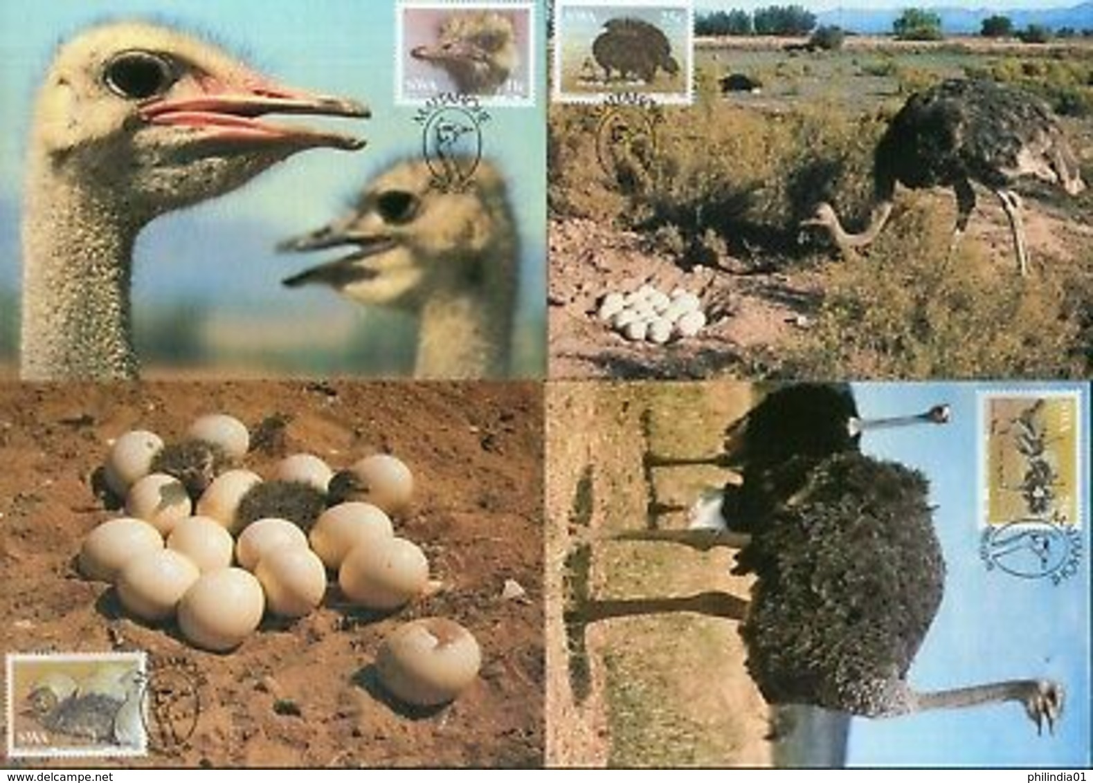 South West Africa 1985 Ostrich Birds Eggs Wildlife Sc 536-39 Max Cards # 16546 - Autruches