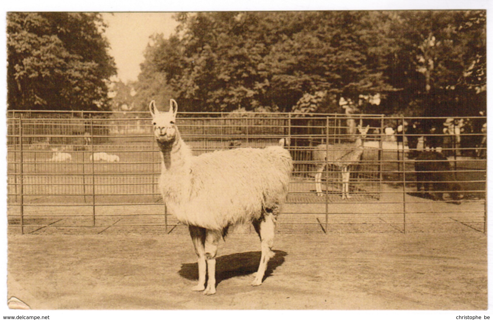 Antwerpen, Anvers, Dierentuin (pk59280) - Antwerpen