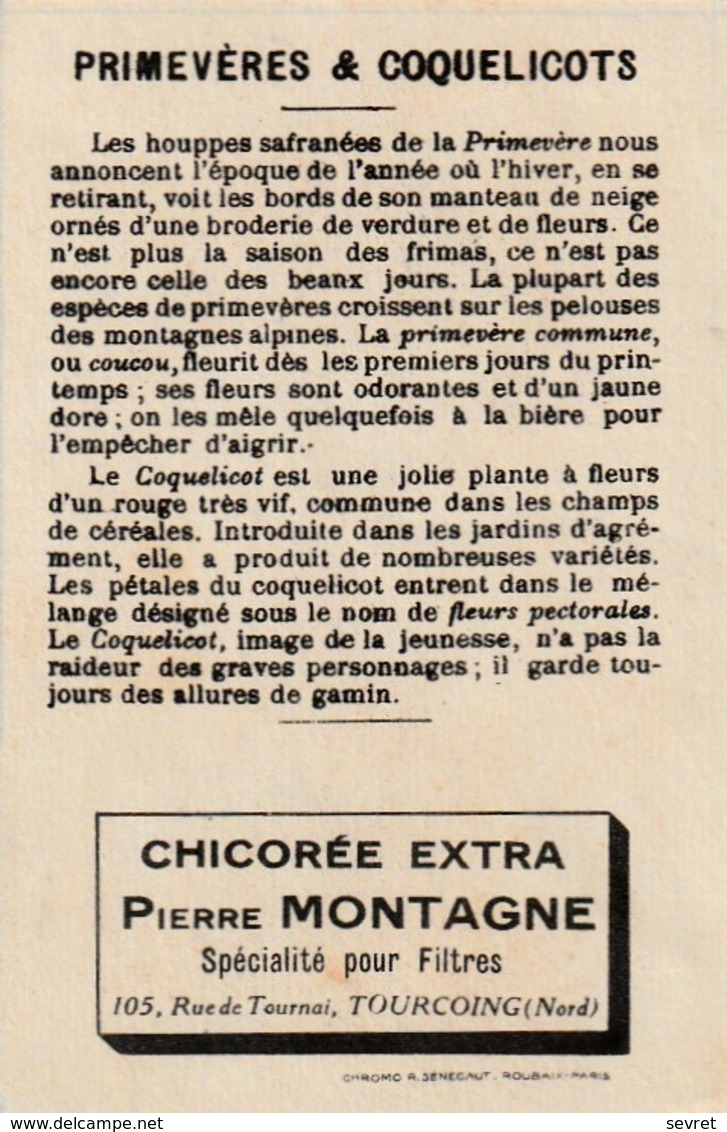 Chromo Didactique PRIMEVERES Et COQUELICOTS. Chicorée Pierre MONTAGNE, TOURCOING - Other & Unclassified