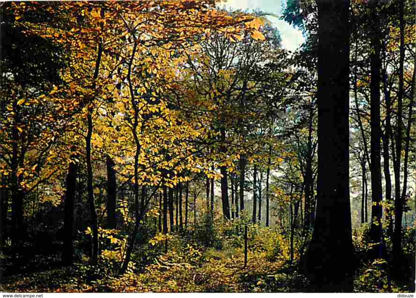 91 - Brunoy - La Forêt De Sénart - Voir Scans Recto-Verso - Brunoy