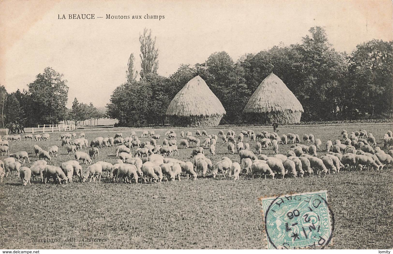 28 En Beauce Moutons Aux Champs Mouton Cpa Carte Animée Cachet 1906 - Autres & Non Classés