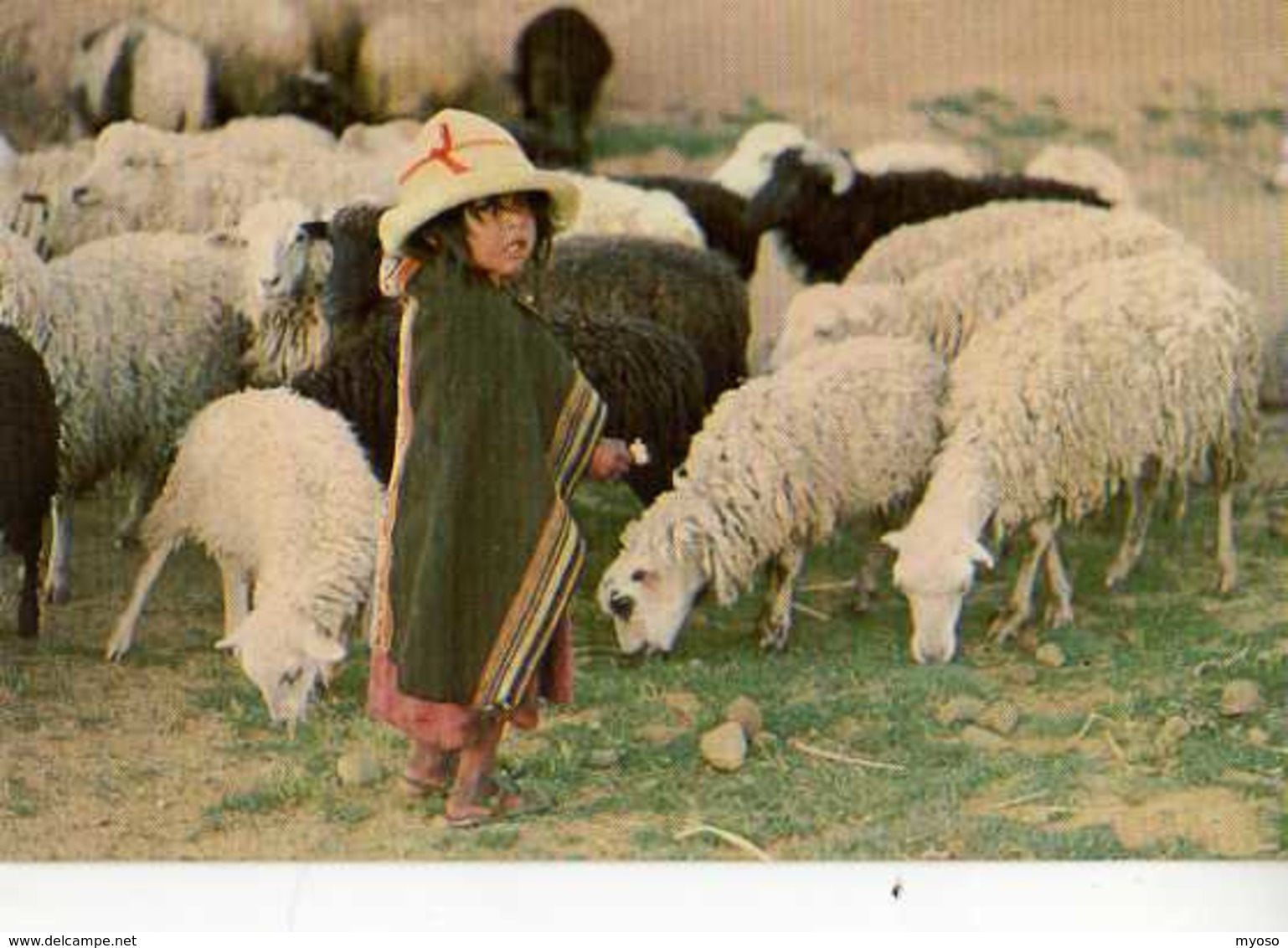 Nina Con Ovejas Vilacayma BOLIVIA Photo Peter Mc Farren, Enfant, Moutons - Bolivie