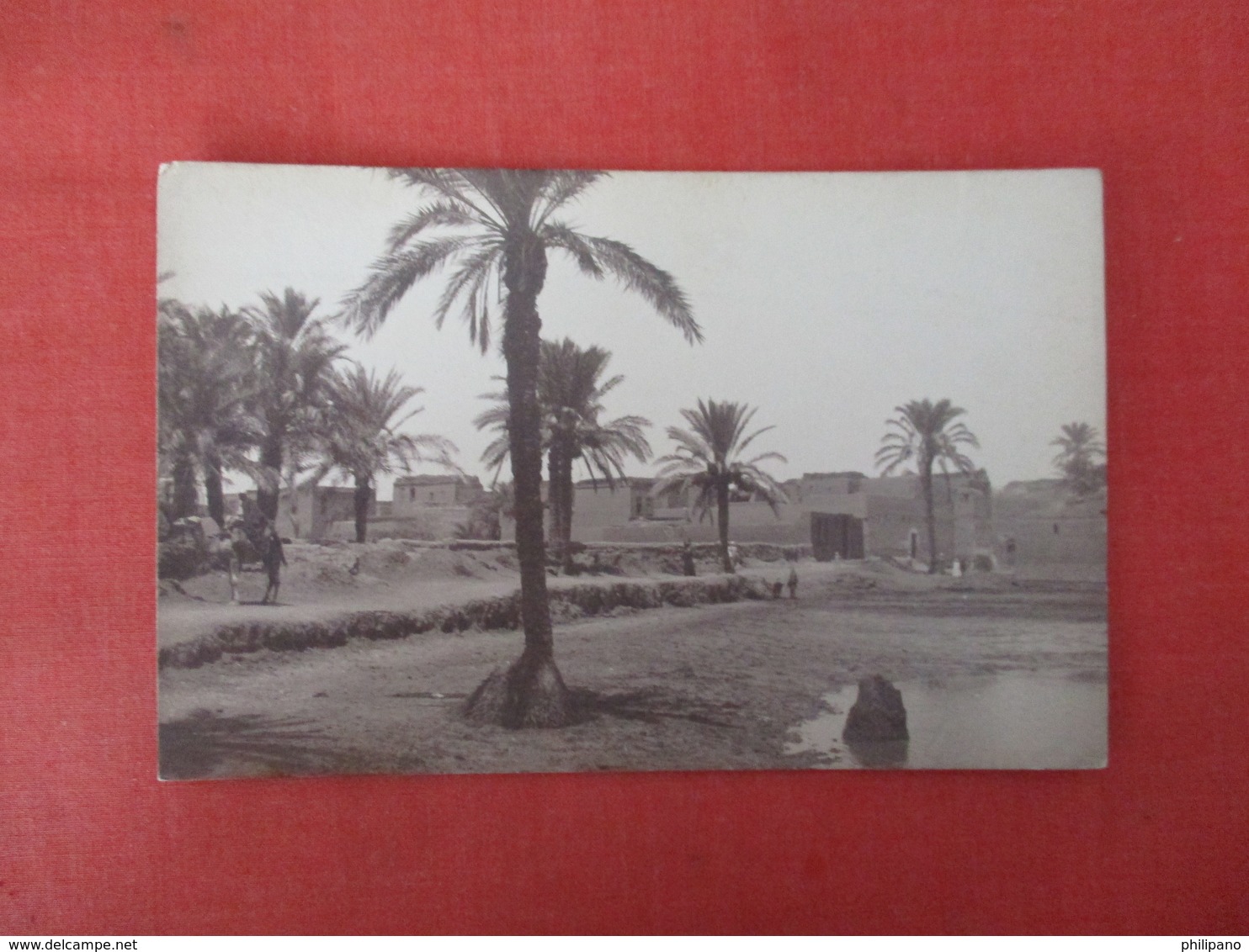 > Egypt RPPC     Ref 3326 - Other & Unclassified