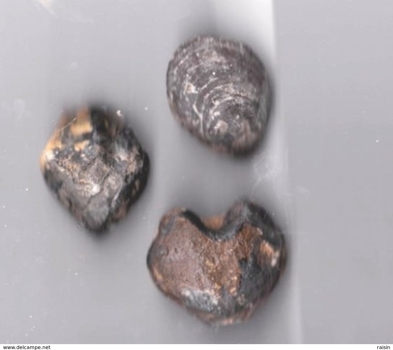 Lot De 3 Brachiopodes (Sud France)  1 Forme Coeur 3/3 Cm-3,5/2,5 Cm-3,5/2,5cm état Brut - Fossiles