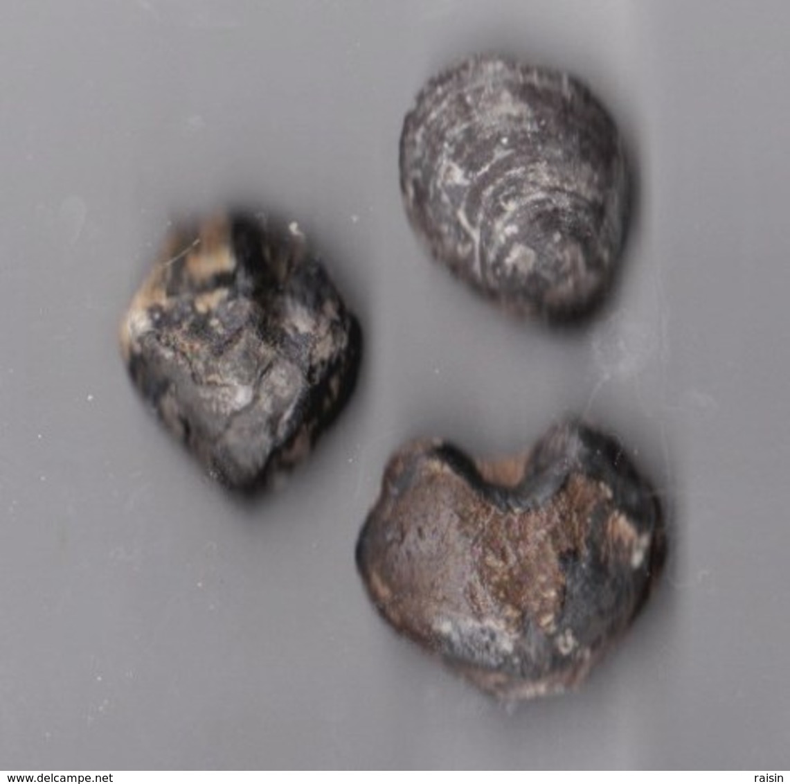 Lot De 3 Brachiopodes (Sud France)  1 Forme Coeur 3/3 Cm-3,5/2,5 Cm-3,5/2,5cm état Brut - Fossilien