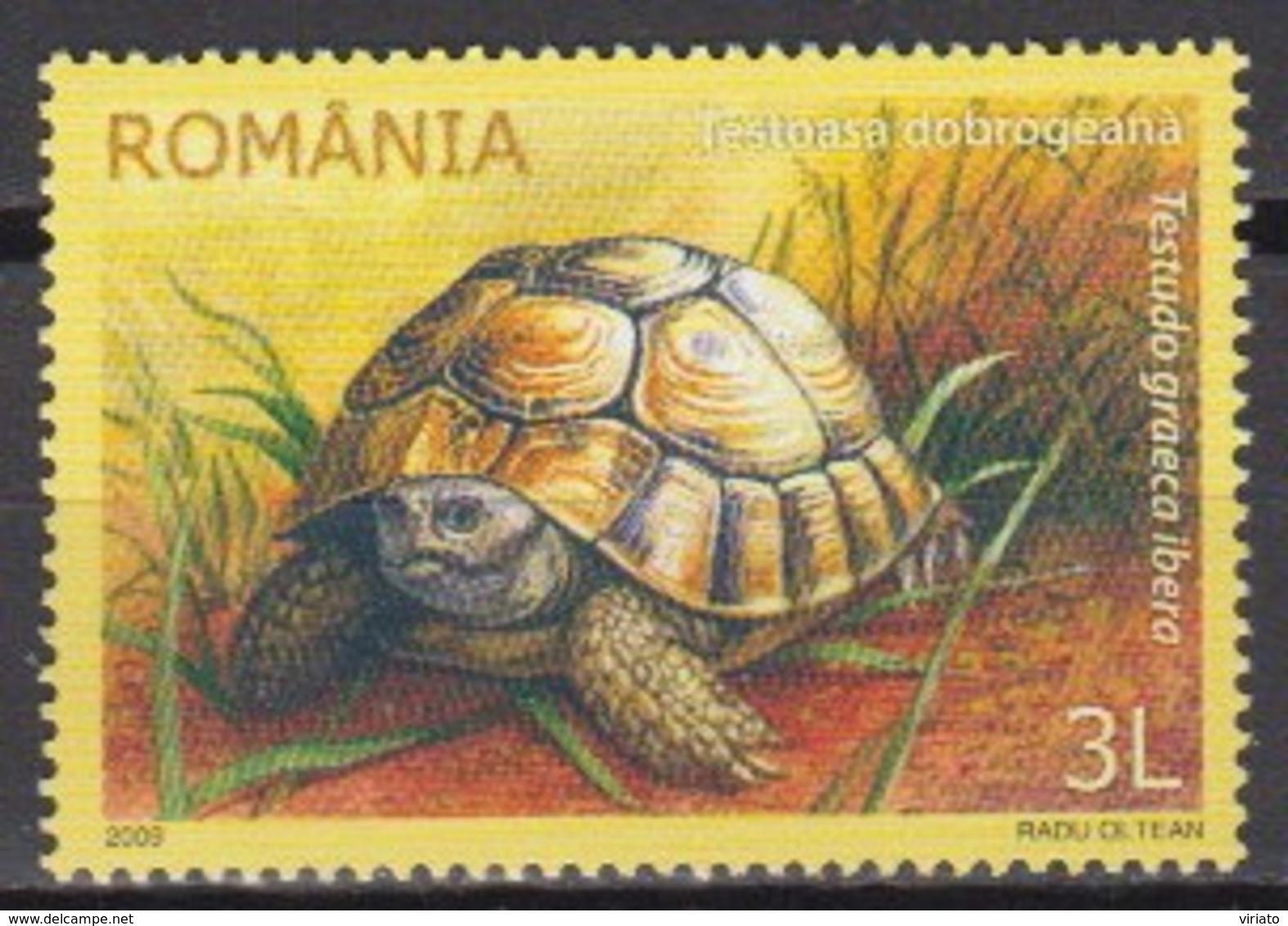 Romania 2009 (MNH) - Mi 6383:  Greek Tortoise (Testudo Graeca Ssp. Ibera) - Tortues