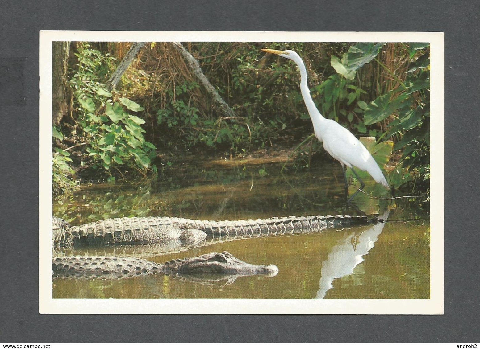 ANIMAUX - ANIMALS - EGRETTE ET ALLIGATOR - PAR EL WAFA - Oiseaux