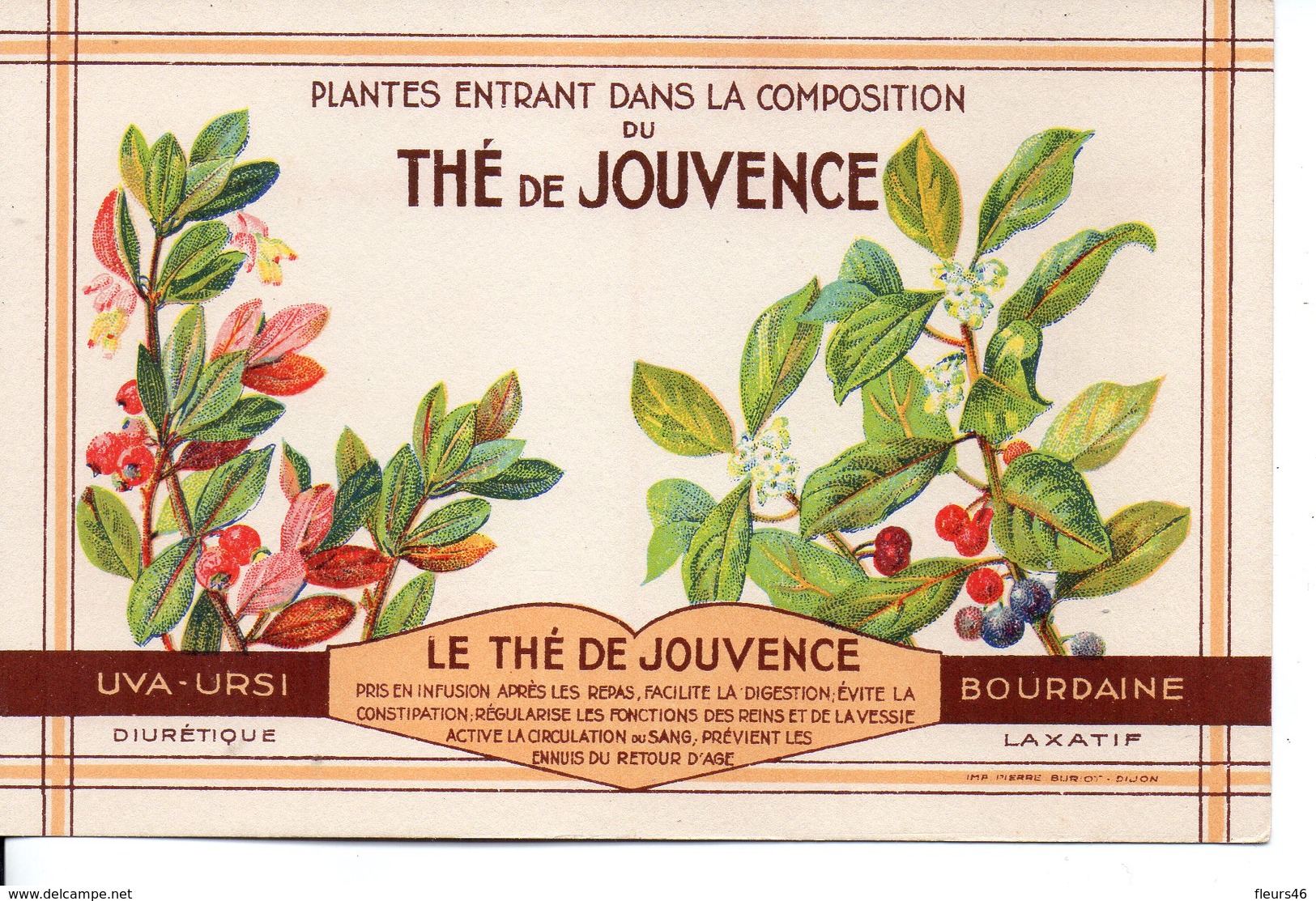 Illustrée The De Jouvence - UVA-URSI Et BOURDAINE - Medicinal Plants