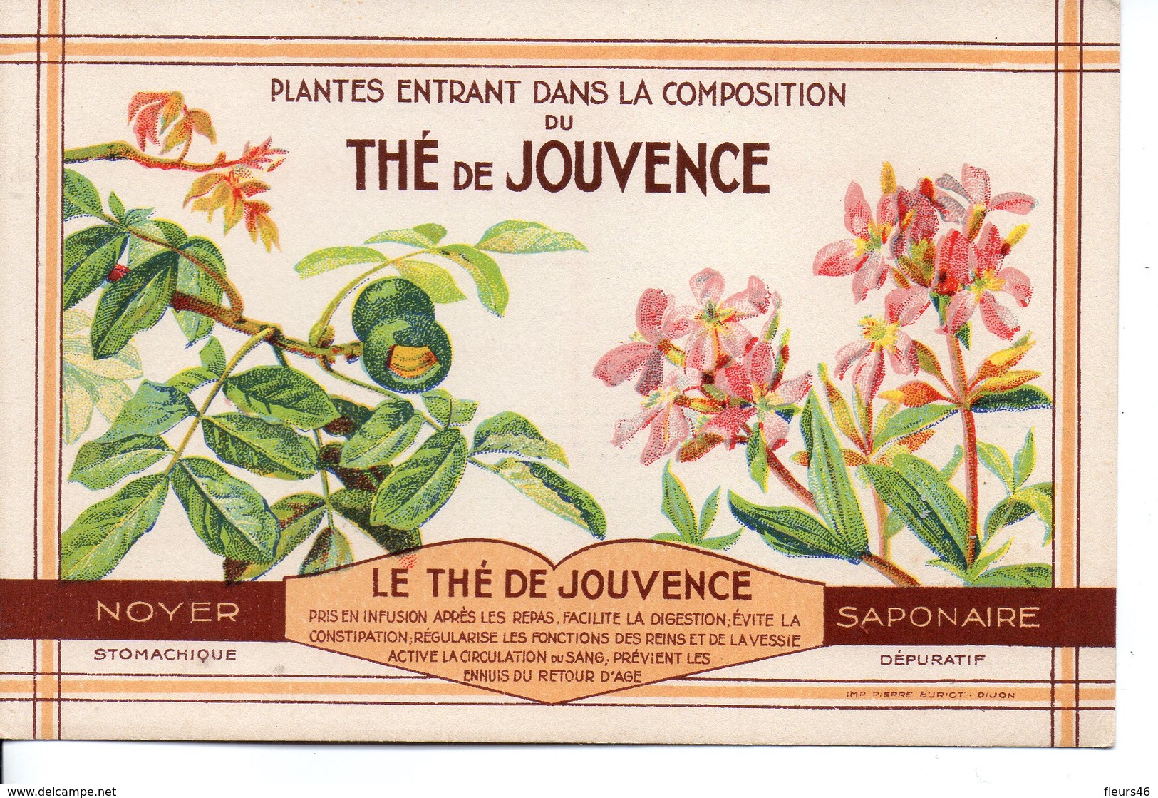 Illustrée The De Jouvence - NOYER-SAPONAIRE - Plantes Médicinales