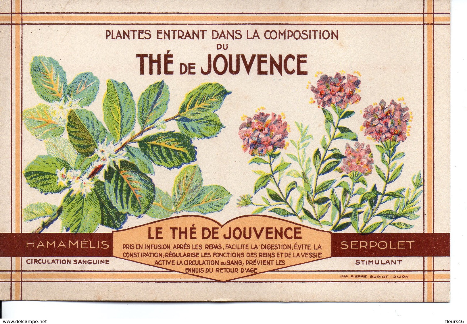 Illustrée The De Jouvence - HAMAMELIS - SERPOLET - Medicinal Plants