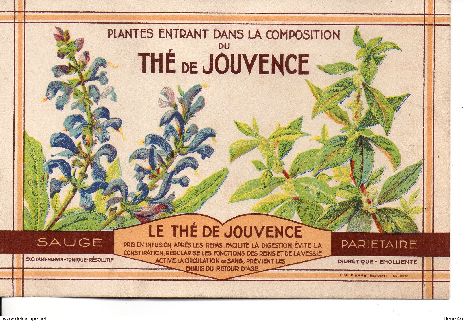 Illustrée The De Jouvence - SAUGE -   PARIETAIRE - Plantes Médicinales