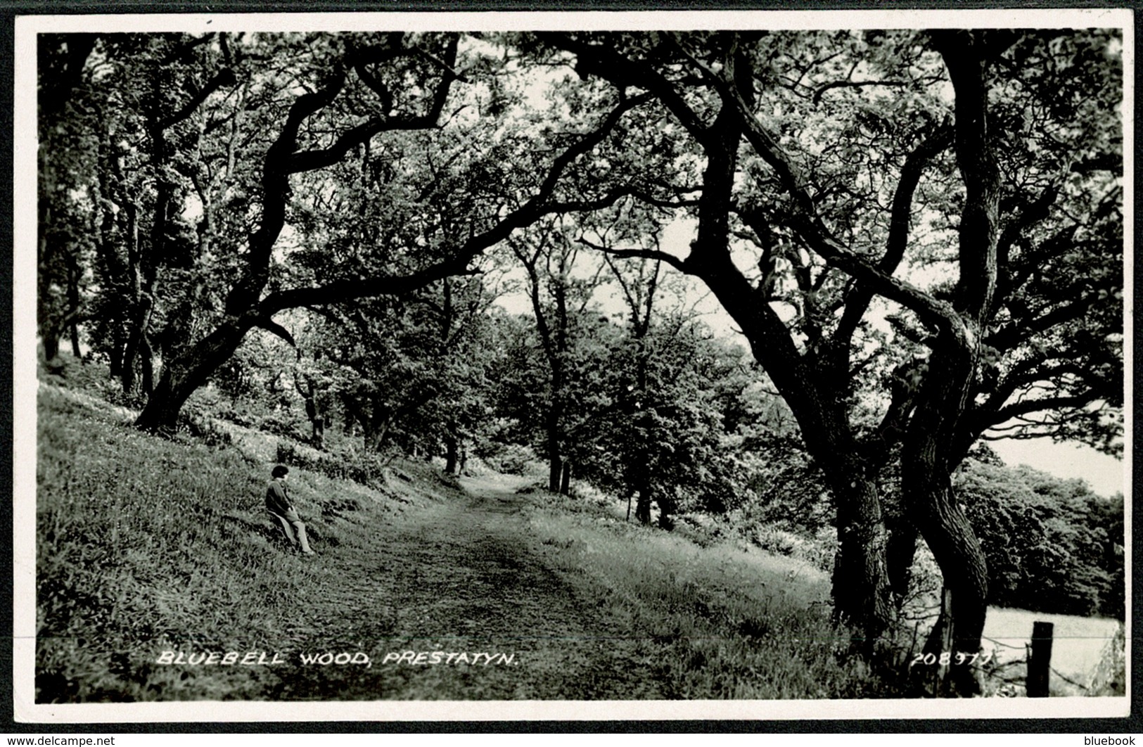Ref 1286 - Real Photo Postcard - Bluebell Wood - Prestatyn Denbighshire Wales - Denbighshire