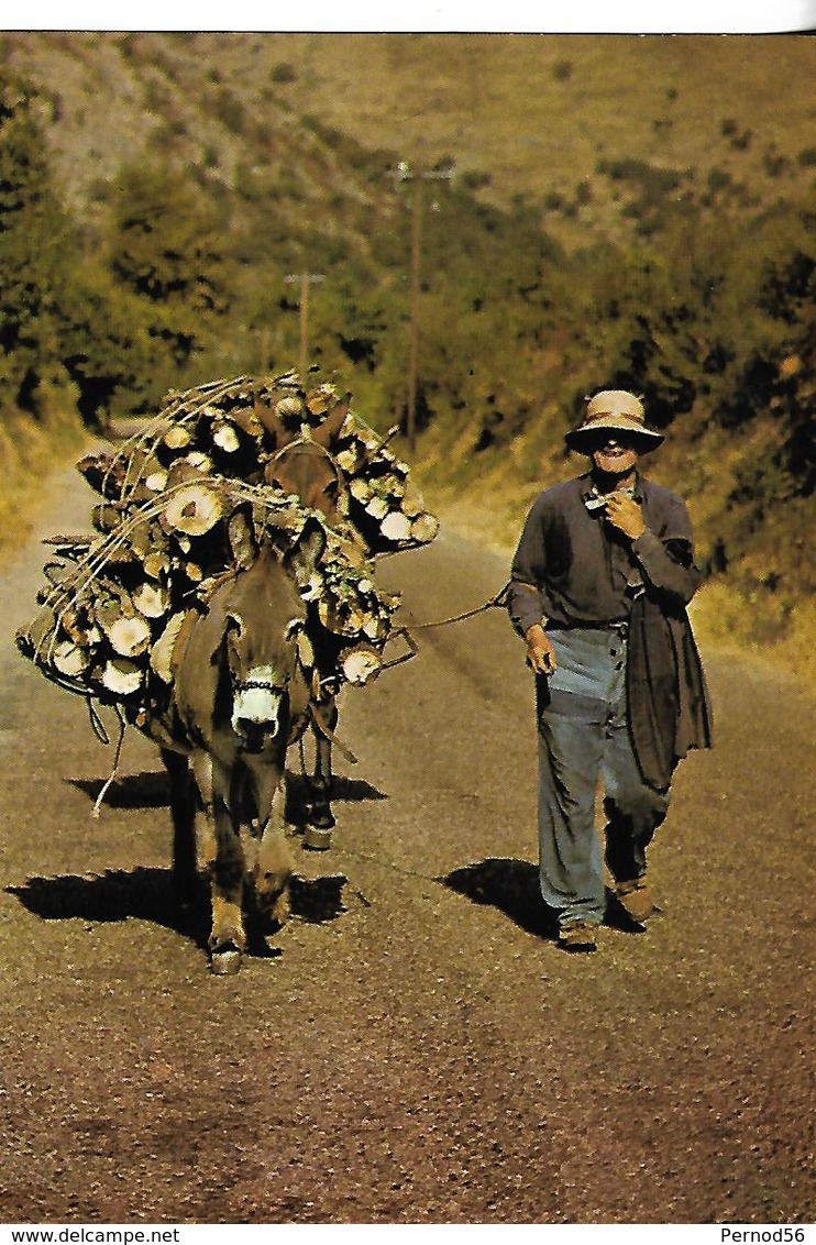 ANE  Transport Coupes De Bois Forêt Homme Traditionnel  CORSE - Anes