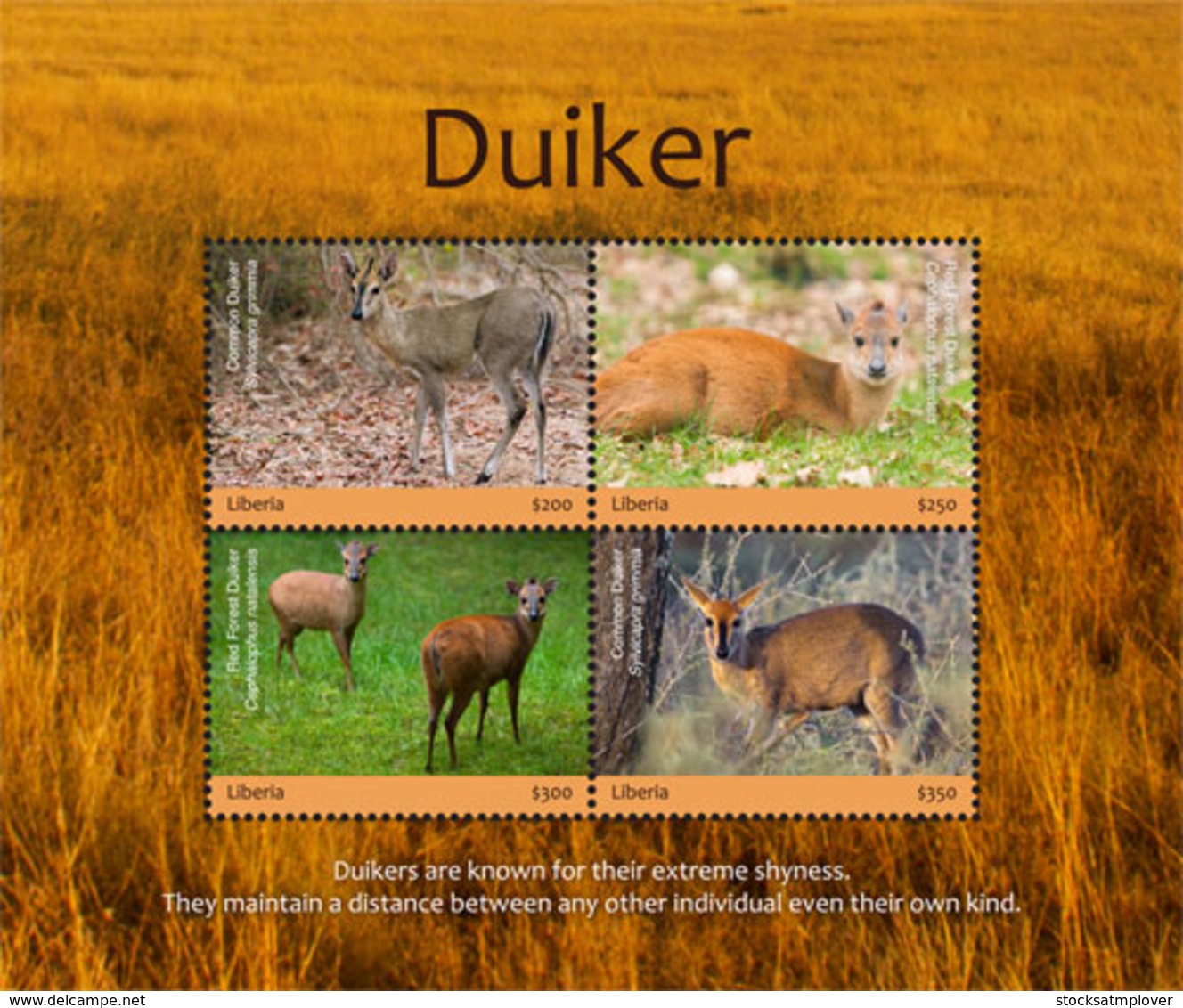 Liberia  2018 Fauna Duiker  I201901 - Liberia