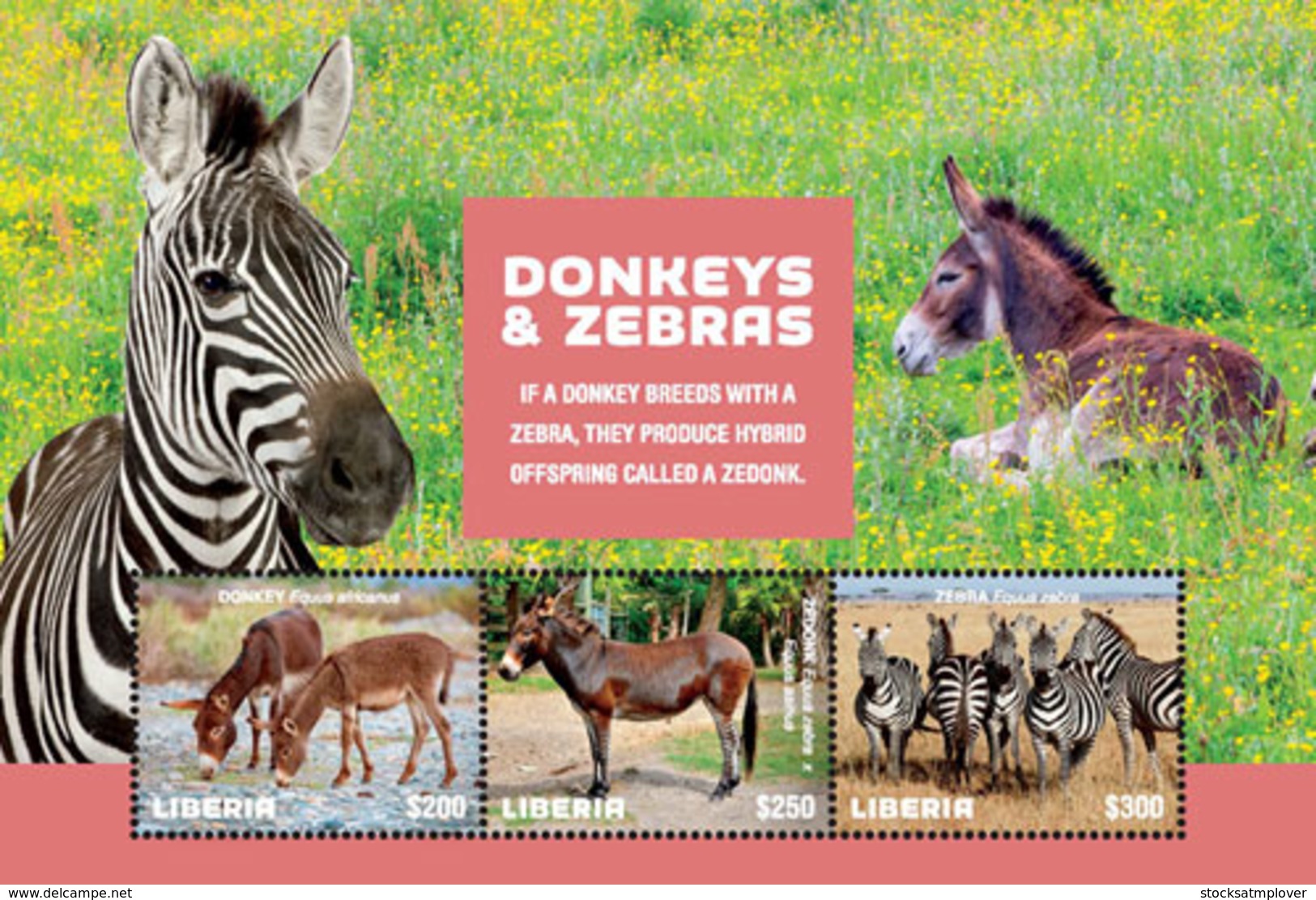 Liberia  2018 Fauna Donkeys And Zebras    I201901 - Liberia