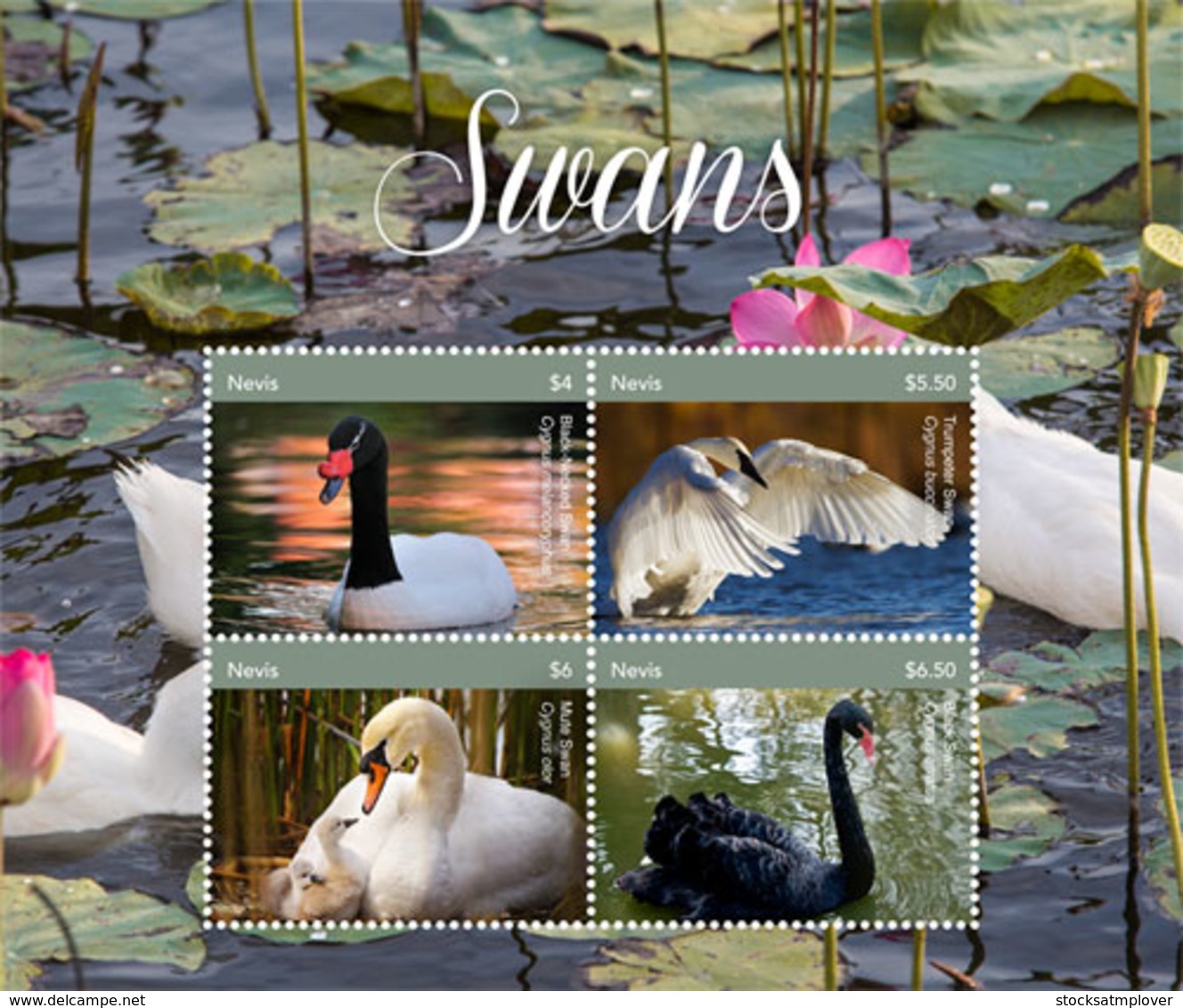 Nevis   2018  Fauna  Swans  I201901 - St.Kitts And Nevis ( 1983-...)