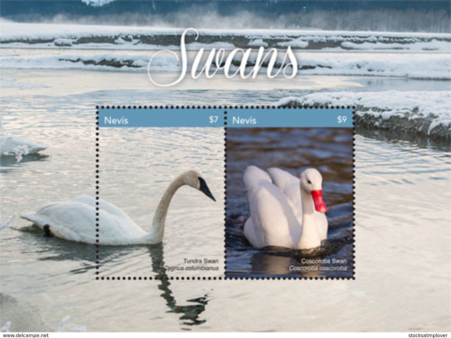 Nevis   2018  Fauna  Swans  I201901 - St.Kitts And Nevis ( 1983-...)