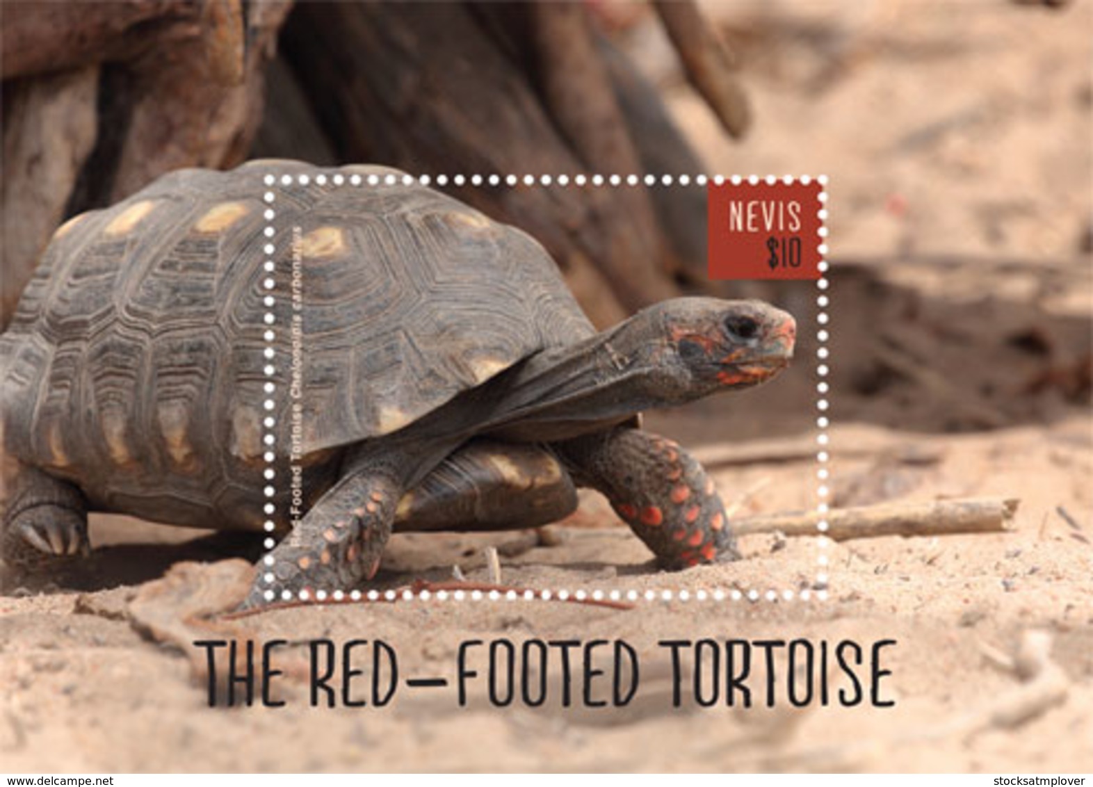 Nevis   2018    Fauna  Red-footed Tortoise I201901 - St.Kitts E Nevis ( 1983-...)