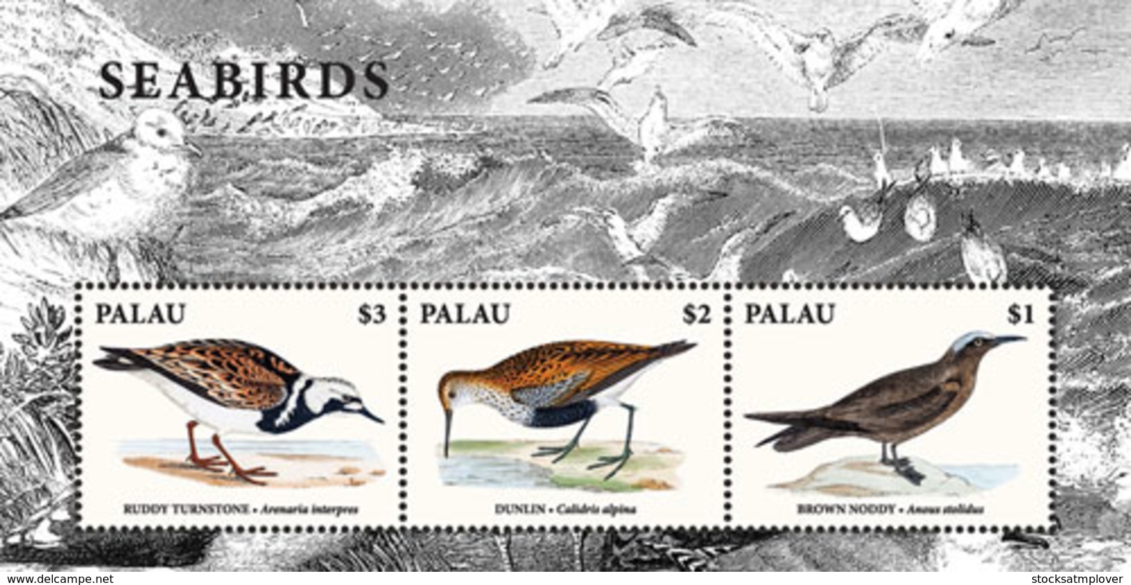 Palau 2018  Fauna Seabirds  I201901 - Palau