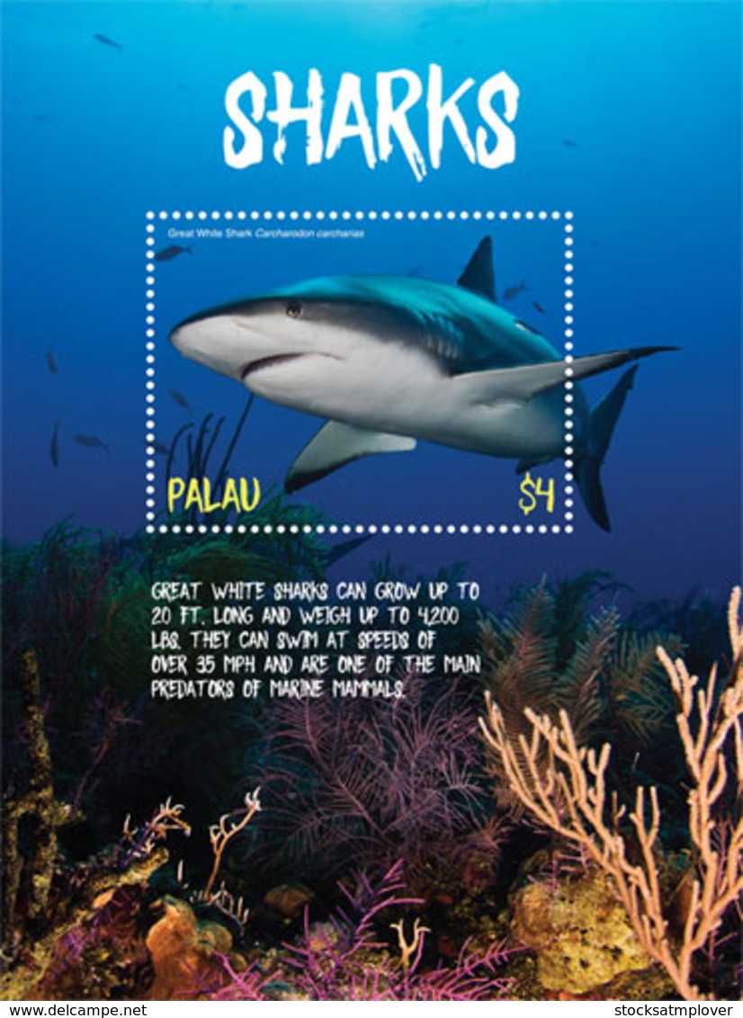 Palau 2018  Fauna Sharks  I201901 - Palau