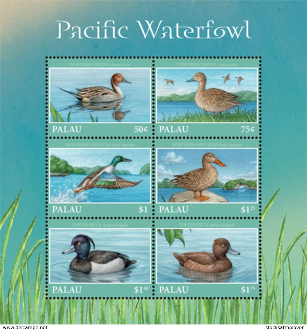 Palau 2018  Fauna Pacific  Waterfowl   I201901 - Palau