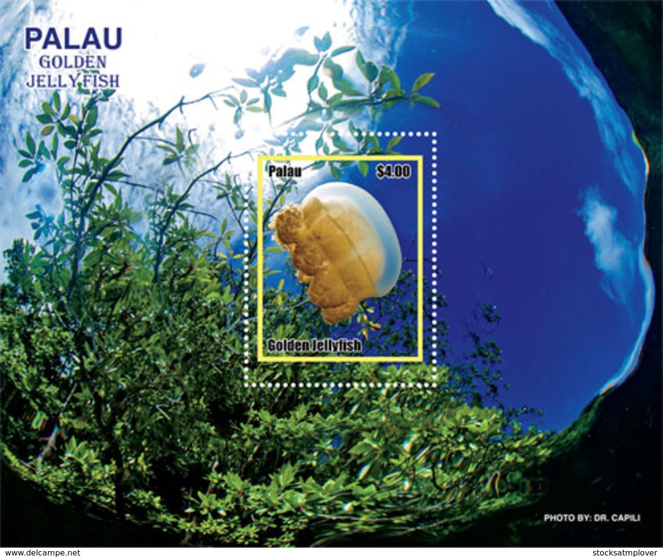 Palau 2019  Fauna Golden Jellyfish  I201901 - Palau