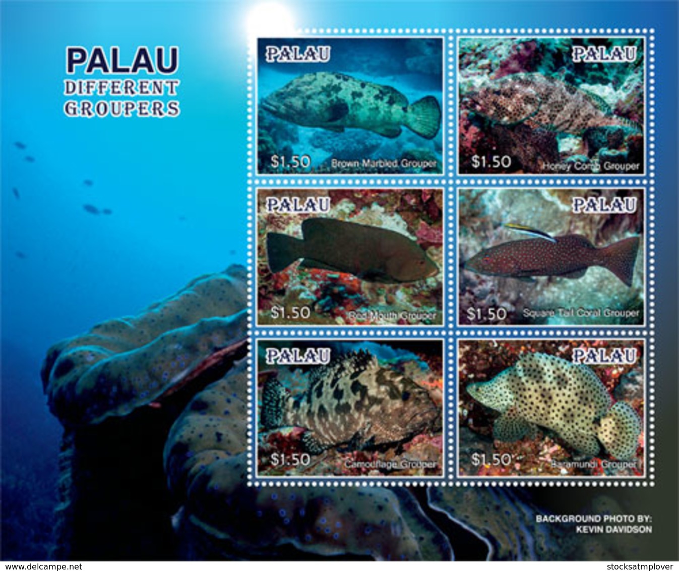 Palau 2019  Fauna Groupers Fishes  I201901 - Palau