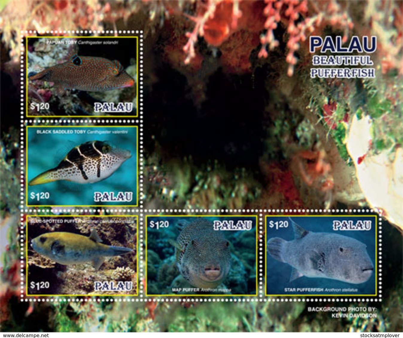 Palau 2019  Fauna Pufferfish  Fish  I201901 - Palau