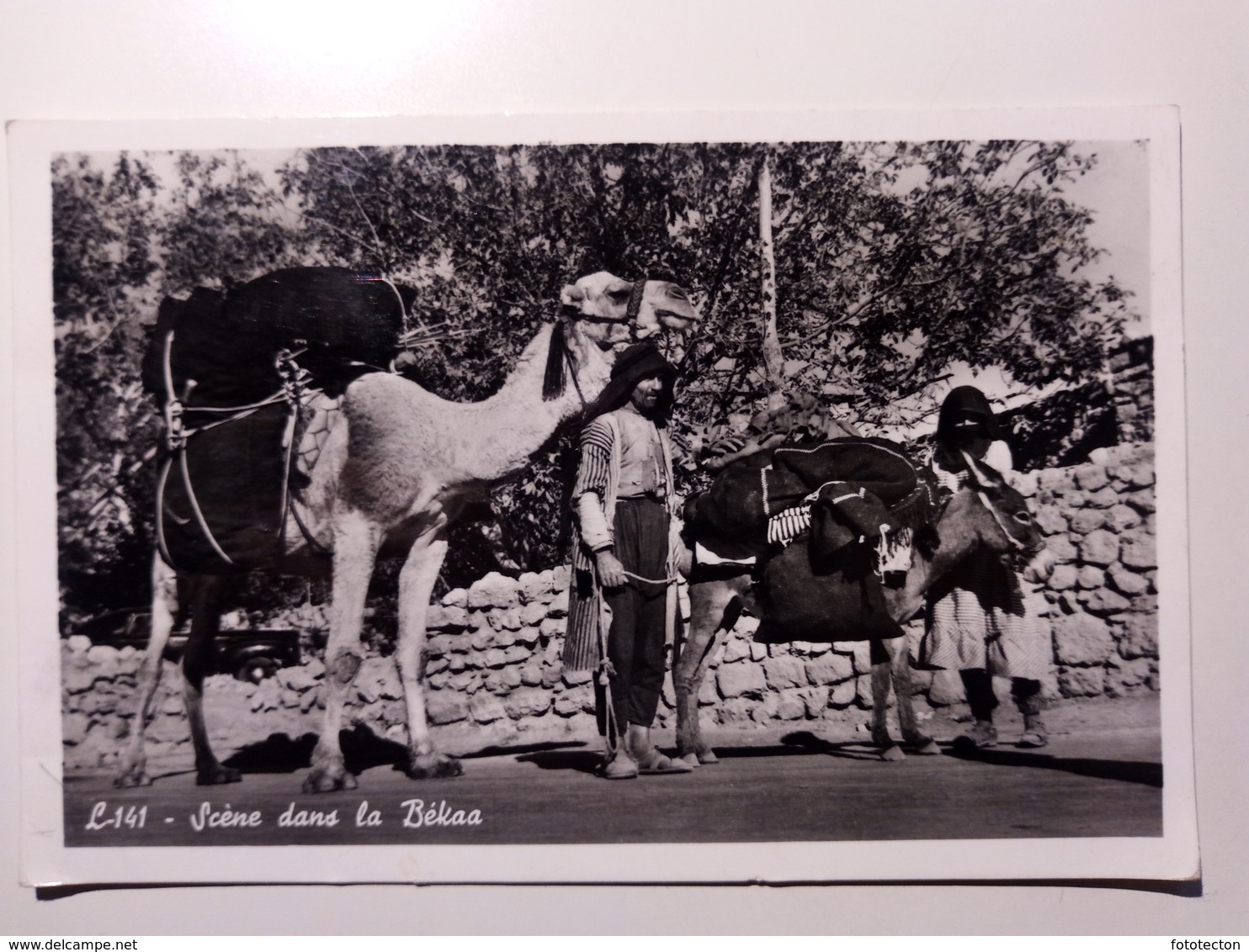 Lebanon, Lubnān - Liban - Scene Dans La Békaa - 1956 (FAO, Rome) - Camel, Real Photo - Libano