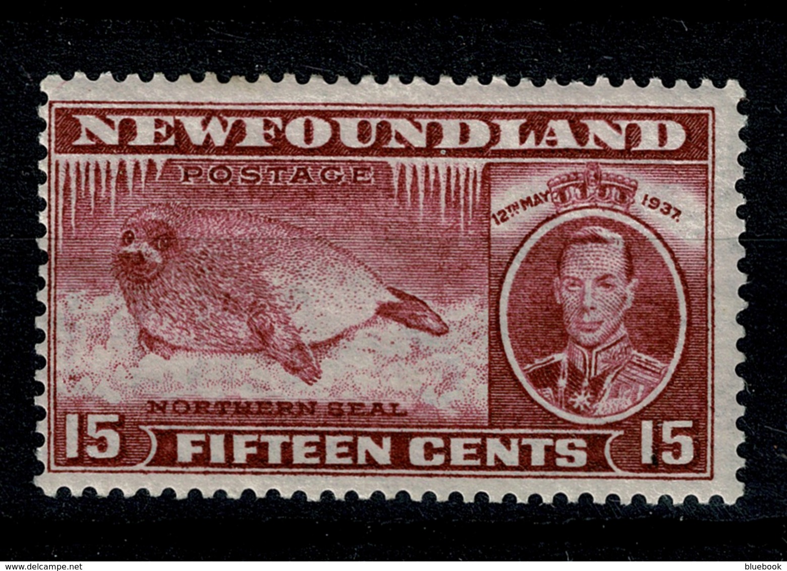 Ref 1289 - Canada Newfoundland 1937 Coronation 15c - SG 263c Perf 13.5 MNH Stamp Cat £21+ - 1908-1947