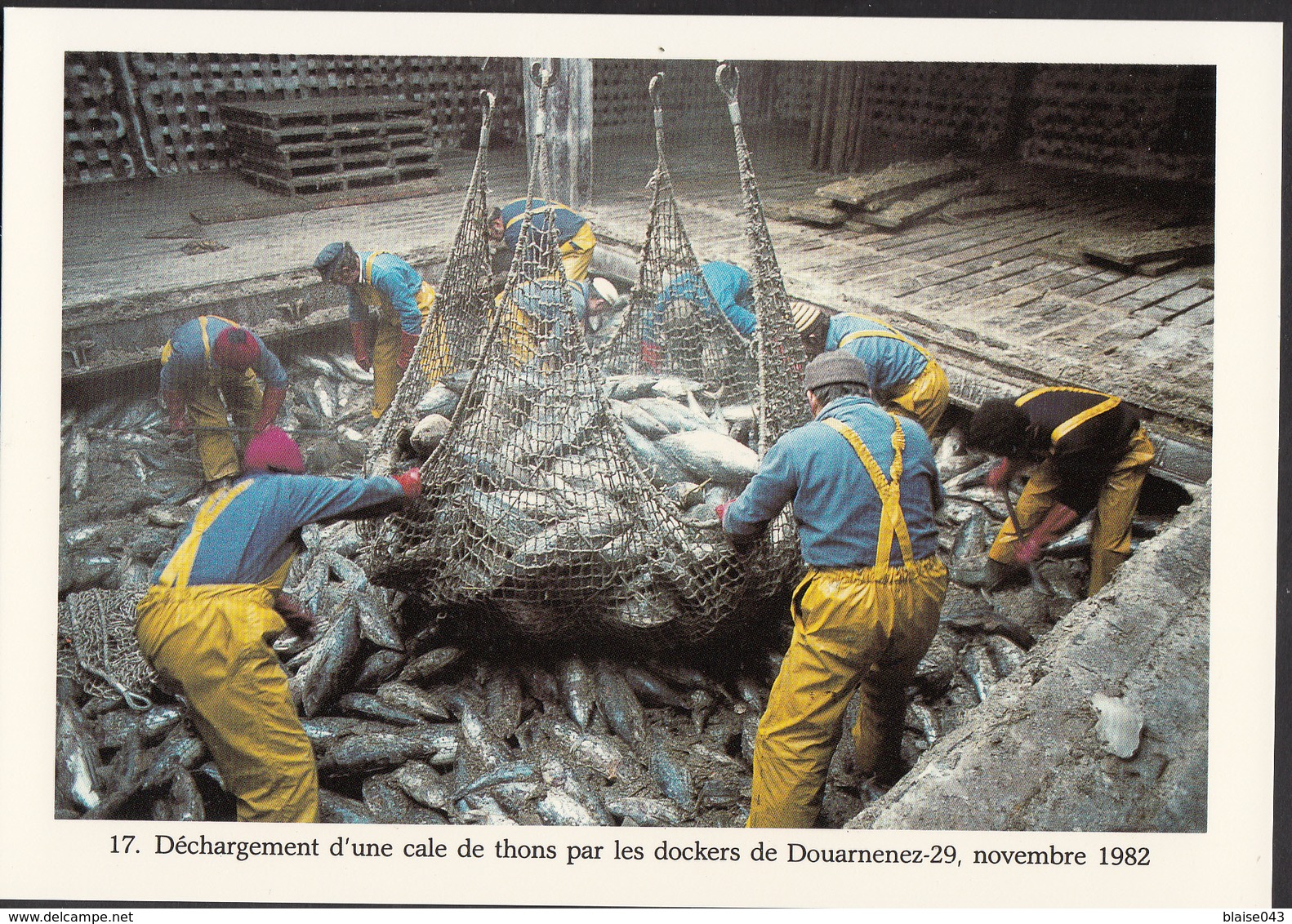 29 - DOUARNENEZ - Déchargement D'une Cale De Thons Par Les Dockers - 1982 - Douarnenez